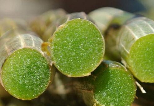 肉桂黄芪酒的制法和功效