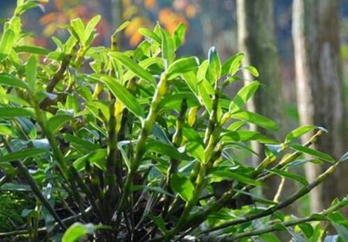 石斛验方：长生丹的方剂和功效