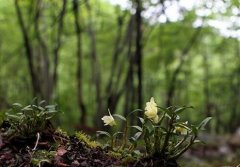 洋参玉斛饮的做法和功效与作用