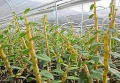 石斛苁蓉乌蛇酒的泡法和功效与作用