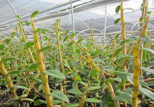 石斛苁蓉乌蛇酒的泡法和功效与作用