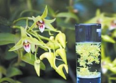 清燥润肠汤的方剂和功效与作用