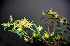 沈氏头风丸的方剂和功效与作用