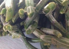 铁皮石斛花茶验方