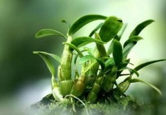 石斛益视汤的做法和功效