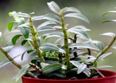 石斛山药茶的做法和功效