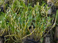 石斛豆浆饮的做法和功效