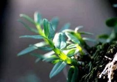 关节炎患者怎样吃铁皮石斛?