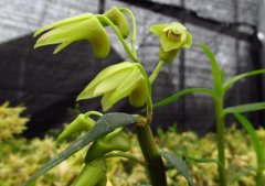 石斛花旗参养生茶的做法