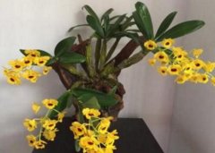 石斛香瓜汁的做法和功效