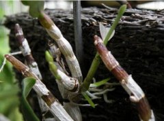 铁皮石斛粉的日常用量