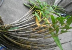 贫血怎么吃铁皮石斛?