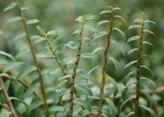 石斛防风汤的处方