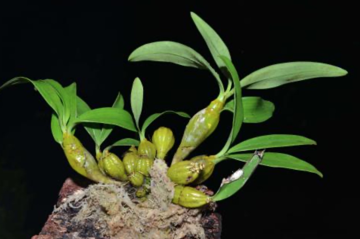 <b>铁皮石斛具体有什么功效呢?</b>