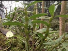 野生铁皮石斛的功效与作用怎么样？