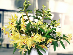 <b>用“木桩”辅助石斛生长，即使是新手，都能将石斛养得花繁叶茂</b>