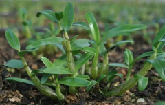 什么是中医药的道？“铁皮石斛”之父陈立钻这篇最新演讲值得一读！