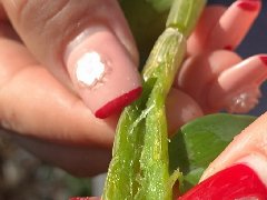 铁皮石斛鲜条胶质越多越好吗？