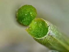 <font color='#FF0000'>霍山铁皮石斛鲜条保存方法</font>