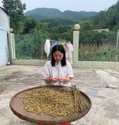 <font color='#FF0000'>霍山铁皮石斛的作用与功能主治,铁皮石斛的功效与作用适合哪些人</font>