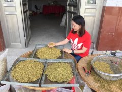 <font color='#FF0000'>珍贵的本草石斛，铁皮石斛性温还是性寒，铁皮石斛味咸性寒是什么意思？</font>