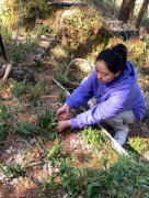 哪里的铁皮石斛最好最正宗，药效最好，铁皮石斛产地必备大全