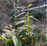 <font color='#FF0000'>铁皮石斛的正确吃法及用量，铁皮石斛不同吃法的介绍，建议收藏！</font>