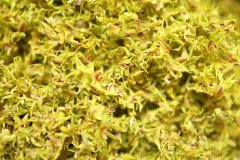 <font color='#0000FF'>霍山铁皮石斛花泡水喝的功效与方法，原来还有这么多作用</font>