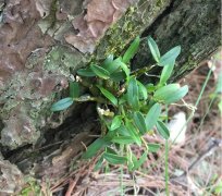 <font color='#0000FF'>吃铁皮石斛可以降三高吗?降三高的秘密武器。</font>