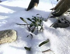 <font color='#FF0000'>霍山铁皮石斛泡水喝是什么颜色？怎么辨别霍山铁皮石斛的真假好坏！</font>