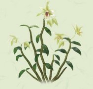 高血压人能吃霍山铁皮石斛的功效与作用是什么？