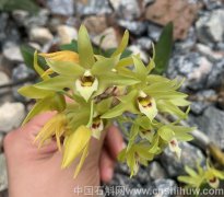 铁皮石斛花跟铁皮石斛功效有什么区别呢?哪个效果好