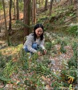 霍山铁皮石斛与浙江乐清石斛的区别是什么？功效一样吗？哪个好在哪里？