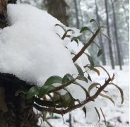 霍山铁皮石斛的生长周期是多少时间呢？生长时间是多久呢？