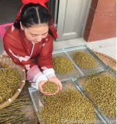 石斛和什么配到一起可以提升阳气和阴气