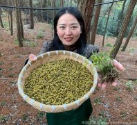 铁皮石斛可以润肺止咳吗怎么吃效果好