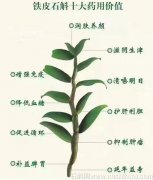 铁皮石斛羊肚菌煲排骨有什么效果