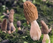 羊肚菌和铁皮石斛可以一起炖多长时间吃?有什么功效和作用