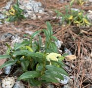 安徽霍山石斛的功效和作用对睡胆固醇的作用