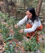霍山铁皮石斛什么时候采摘最好呢？