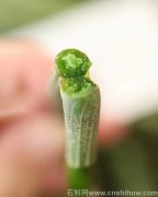 铁皮石斛鲜条榨汁的功效与作用是什么