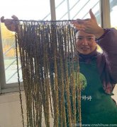 铁皮石斛和西洋参一起吃有什么副作用