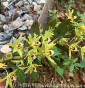 铁皮石斛与铁皮石斛花在功效上有什么区别