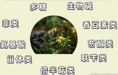 铁皮石斛对肿瘤有哪些好处?有什么功效和作用?