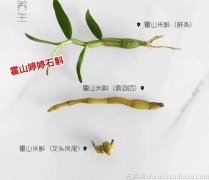霍山石斛怎么吃养生效果最好?