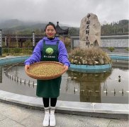 霍山铁皮石斛哪里的产地最好最正宗呢