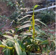 在哪能买到质量好的正宗霍山铁皮石斛