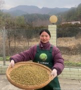 霍山铁皮石斛在哪里能买到真货呢