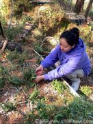 铁皮石斛对甘油三酯高有用吗能吃吗有效果