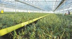 铁皮石斛是霍山的好还是云南的好呢